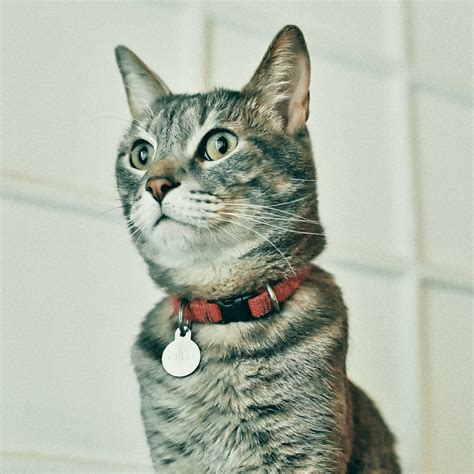 What type of cat collar should I use? – RSPCA Knowledgebase