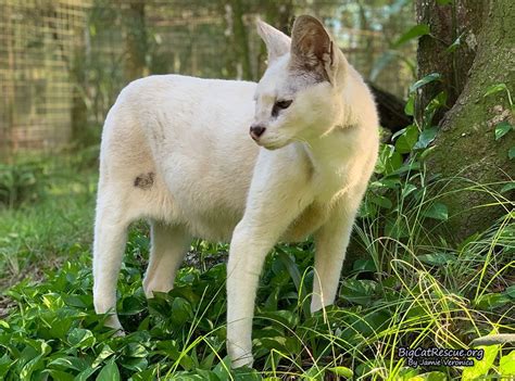 Pharaoh White Serval is keeping his eyes peeled for breakfast! #BigCats ...