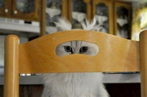 Cats & Other Random Fancies | Funny cat pictures, Cute animal pictures ...