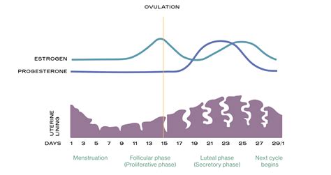 Thin Endometrial Lining Causes Symptoms Diagnosis And