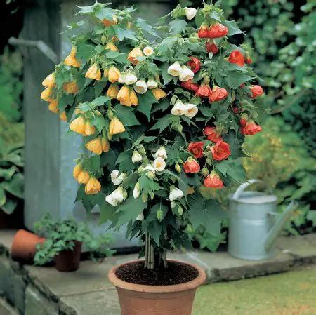 Abutilon (Flowering Maple) | www.coolgarden.me