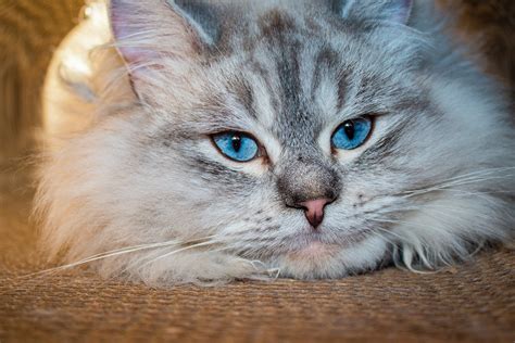 Blue Siberian Cat