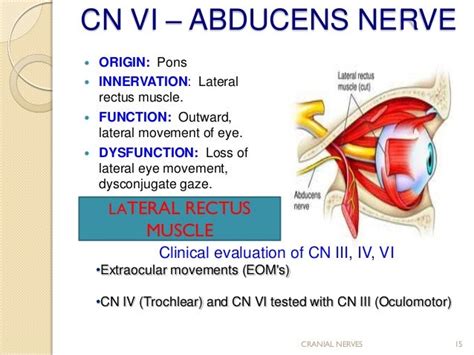 Cranial nerve assessment..Simple and Easy to perform for medics and P…