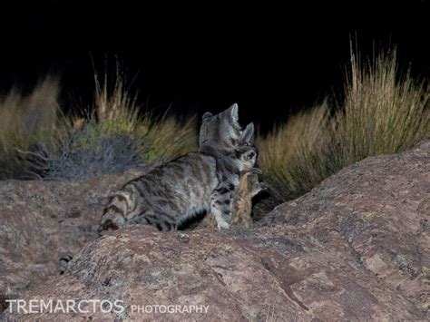 Andean Mountain Cat - TREMARCTOS