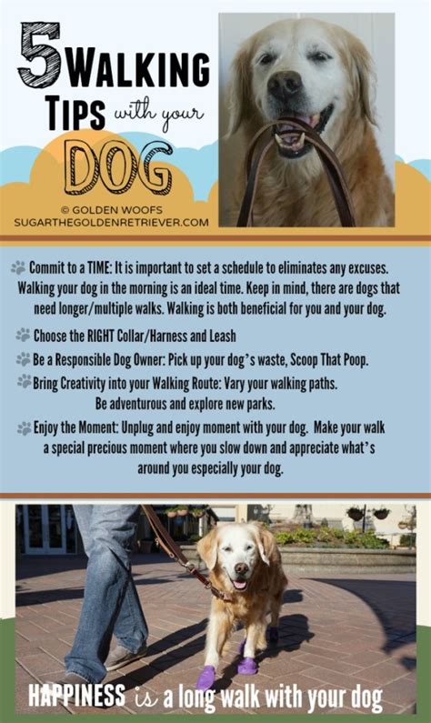 Infographic: 5 Walking Tips With Your Dog - Golden Woofs