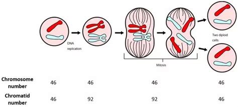 Chromosomes In Mitosis