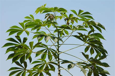 Cassava plant | Cassava variety with straight stem and healt… | Flickr ...