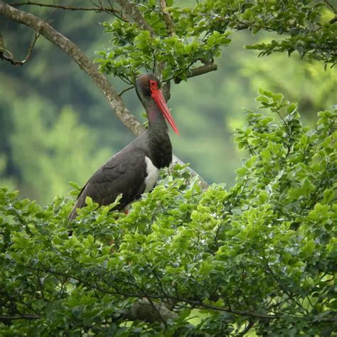 Black Stork - Facts, Diet, Habitat & Pictures on Animalia.bio