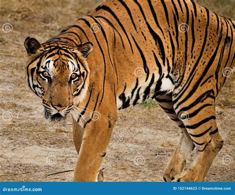 Hunting Bengal Tiger Crounching To Hunt Its Prey Stock Image - Image of ...