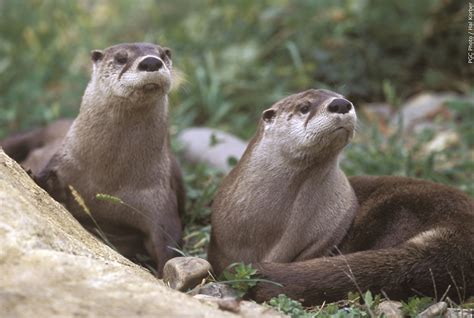 River otter attack under investigation by Pennsylvania Game Commission ...