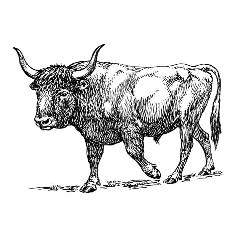 Ox Clipart Illustration Free Stock Photo - Public Domain Pictures