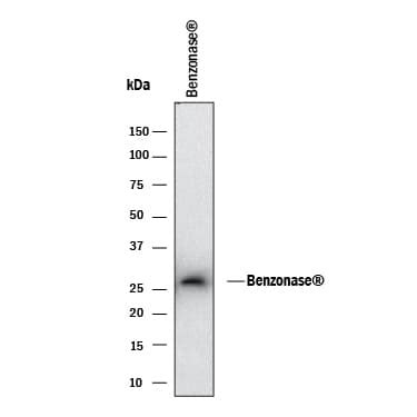 Benzonase® Nuclease/NucA DuoSet ELISA (DY10038-05) | Bio-Techne