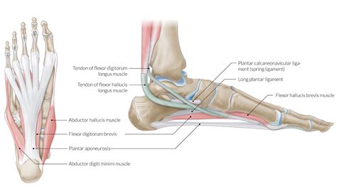 Medial Ankle Muscles