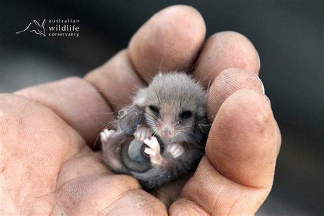 My Pets On Parade - Juvenile Western Pygmy Possum.