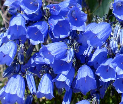 Canterbury Bells Blue Campanula Medium Seeds