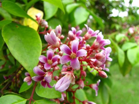 Daleys Fruit Tree Blog: Carambola Trees with Pictures