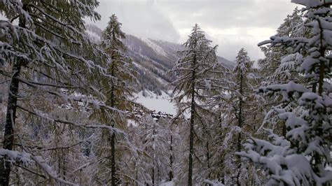 Trees and Forests in Switzerland During the Winter 23442277 Stock Video ...