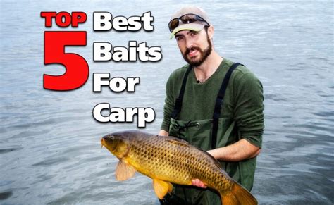 Top 5 Best Baits For Carp Fishing | Fish'n Canada