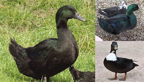 Domestic Duck Breeds – Getting your Ducks in a Row! Part 2