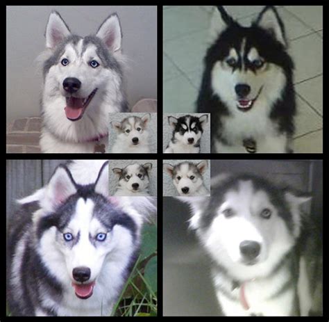 Huskimo Puppies (update) | Above is an update of my Huskimo … | Flickr