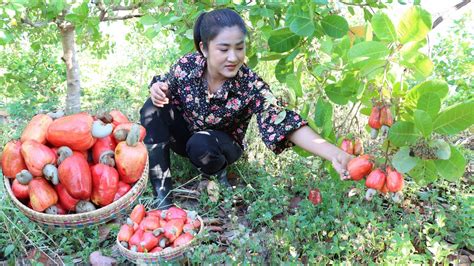 Pick red cashew fruit from my cashew fruit farm / Cashew fruit recipes ...