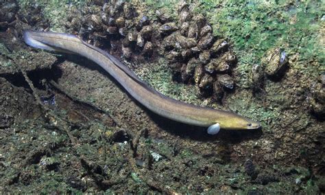 Freshwater Eel - A-Z Animals