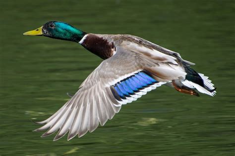 Mallard Duck Photo Gallery and Trivia