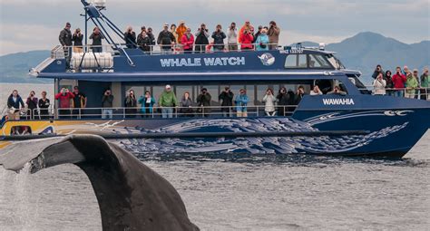 Whale watching boat tours Kaikoura with Whale watch kaikoura