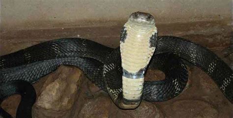 Cobra Venom vs Other Snakes: CASE STUDY – Cobras.org