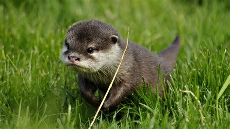 Charming Otter in HD Wallpaper