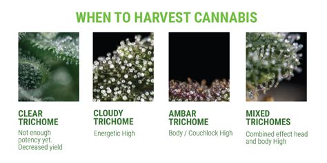 How and When To Harvest Cannabis – Flush, Harvest, Trim, Dry, Cure | Mr ...