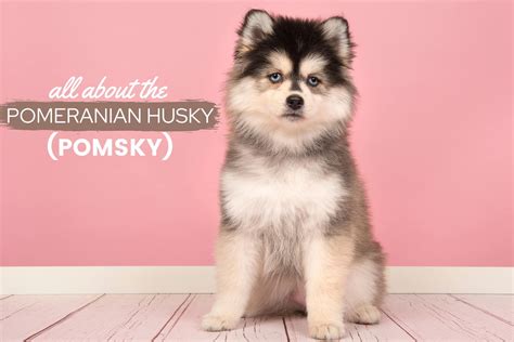 How Much Do Pomsky Shed