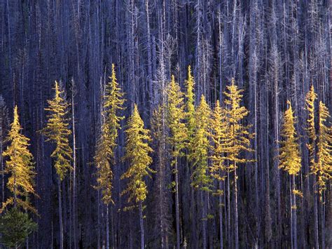 Autumn Larch Trees, Colville National Forest, Wa - 2048x1536 - 1617312