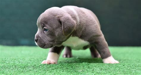 American Bully Breeders | American Bully Puppies For Sale