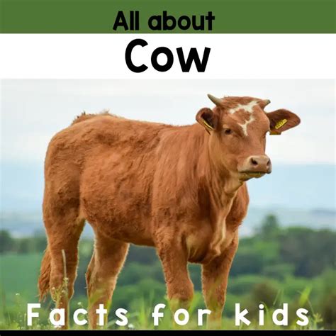 Cow Facts for Kids - The Ultimate Guide to Learn All About Cows