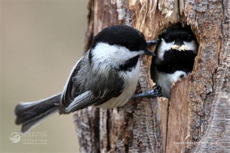 chickadee-adult-young-nest – Your Connection to Wildlife