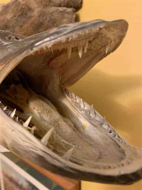 Muskie Teeth (Lots of Toothy Facts and Pictures) | Strike and Catch