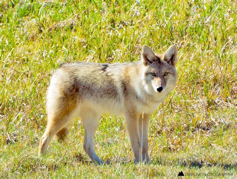 Five Interesting Facts about Coyotes - Montana Hunting and Fishing ...