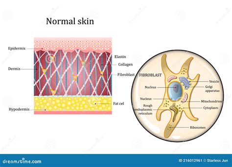 Human Skin Structure and Fibroblast Structure. Fat Cell, Elastin ...