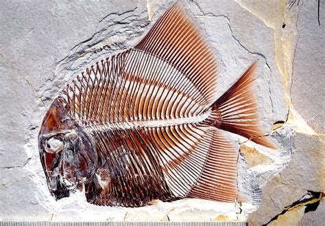 The Fossil Fish Collection at the Jura-Museum Eichstätt | Fossil ...