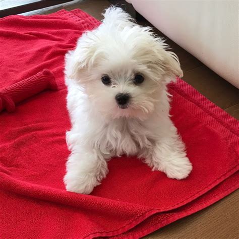 Maltese Puppies For Sale | Ohio Drive Southwest, DC #240287