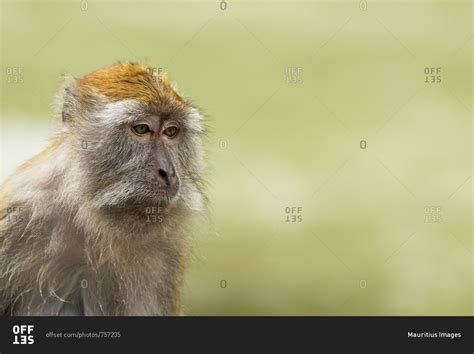 Makak looks lost in thought, Gunung Leuser national park, Indonesia ...