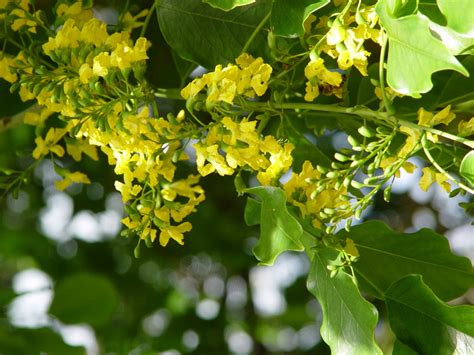 National Tropical Botanical Garden | Pterocarpus indicus - Plant Detail ...