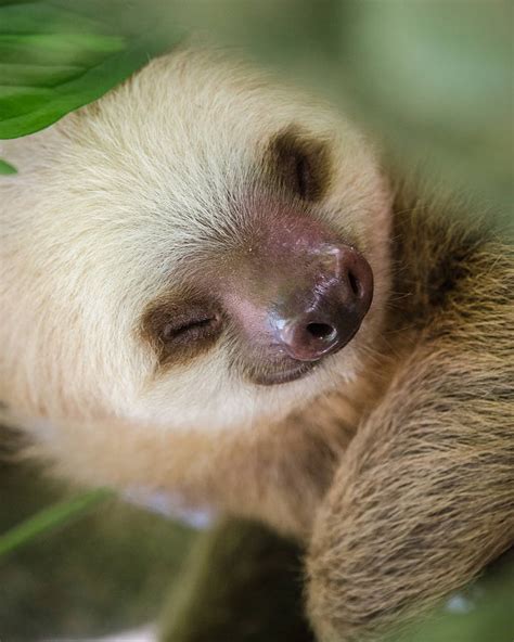 Baby Sloth - Animal Facts Encyclopedia