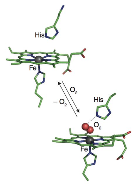 Oxygen Bound Myoglobin