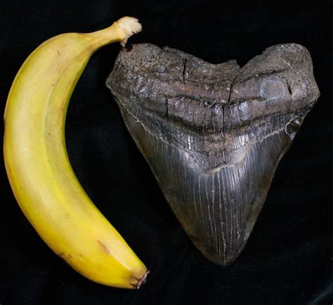 Extremely Wide 6.13" Megalodon Tooth For Sale (#5726) - FossilEra.com