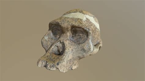 Australopithecus Afarensis Bones