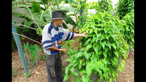 how long does it take to harvest yam