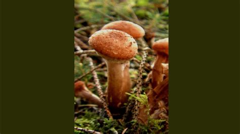 Armillaria mellea spores - YouTube