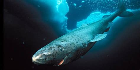 Greenland shark – long-lived shark | DinoAnimals.com